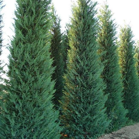 Leyland Cypress for Sale Online – Sand Creek Nursery