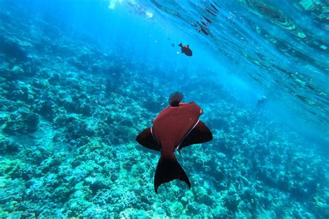 The Best Maui Snorkeling