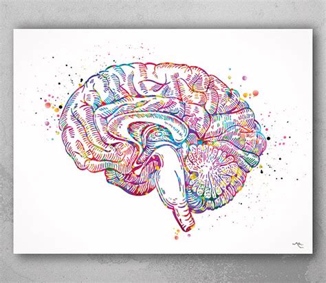 Brain Cross Section Anatomy Watercolor Print Medical Art | Etsy