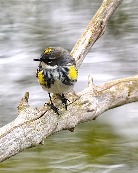 Five Common Warbler Species to spot in the Great Lakes Region | Audubon ...