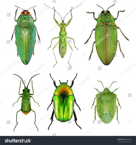 Insects Green Collection Beetles Bugs Isolated Stock Photo 465267890 ...