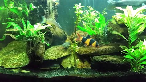 Striped Raphael Catfish in my Gourami tank - YouTube