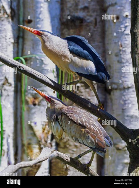 Male and female little bittern hi-res stock photography and images - Alamy