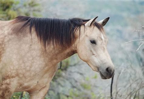 130+ Buckskin Horse Names: Best Names For Buckskin Mares & Stallions