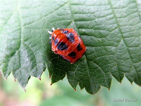 "Ladybug Pupa" by Detlef Becher | Redbubble