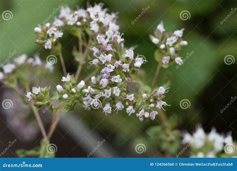 Oregano Flowers Origanum Vulgare Stock Photo - Image of health, healing ...