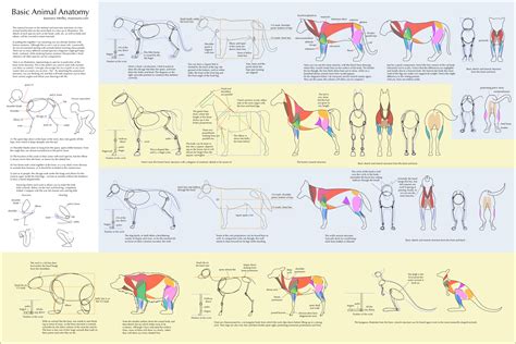 Basic Animal Anatomy by Majnouna on DeviantArt