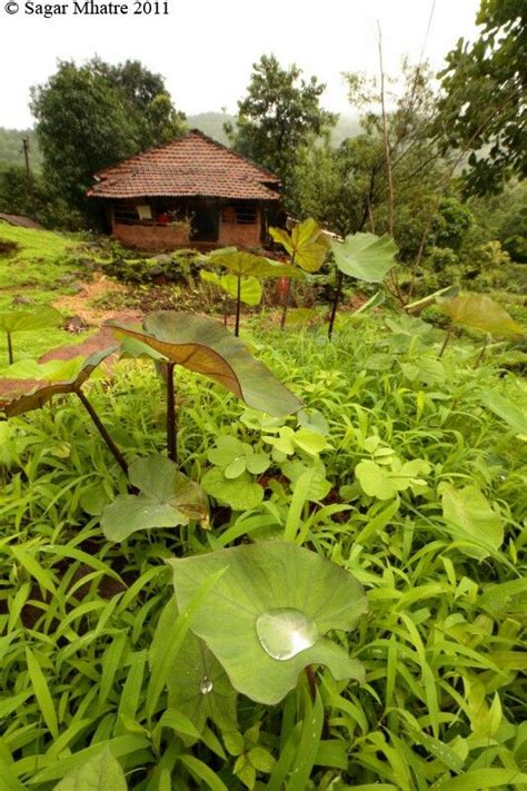 Typical Konkan Landscape | Landscape, Plants, Garden