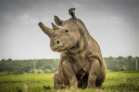 Sudan Northern White Rhino - Northern white Rhino Sudan - Rhino Rest