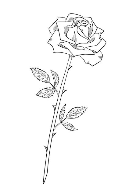 Premium Vector | Beautiful rose sketch