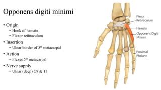 palmar aponeurosis & muscles.pptx