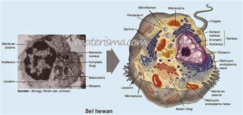 sel dan organ tubuh pada hewan: PERBEDAAN SEL HEWAN DENGAN SEL TUMBUHAN
