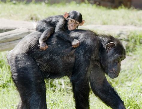 Mother Chimp Breast Feeds Baby Stock Image - Image of wellington, caring: 31977819