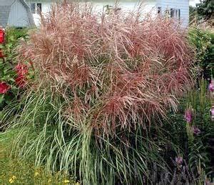 Purple Maiden Grass | A Touch of Green Landscaping Lockport IL | Ornamental grasses, Grass for ...