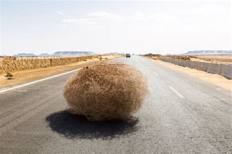 Tumbleweed Images – Browse 4,903 Stock Photos, Vectors, and Video ...