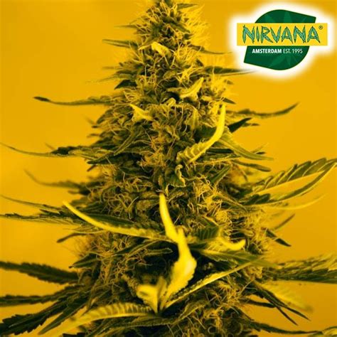 White Widow Seeds - Buy Securely Online - South Africa