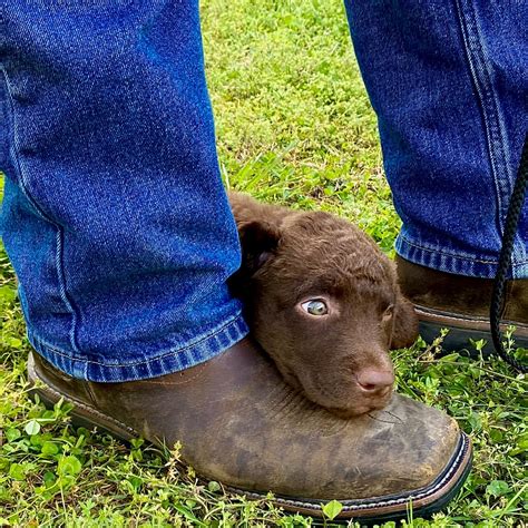 Chesapeake Bay Retriever Club of New England