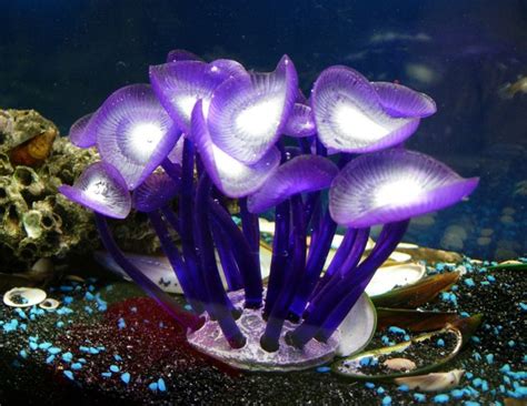 plants in coral reef | Coral reef plants, Ocean creatures, Beautiful ...