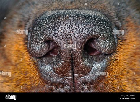 Dog Nose Close-up Stock Photo - Alamy