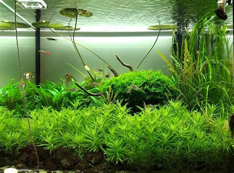 Acuario Plantado 1️⃣ Guía Paso a Paso 2020 | Acuario3web | Planted aquarium, Tanques de peces ...