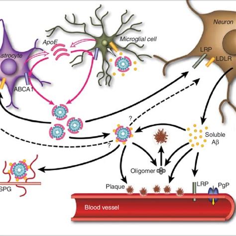 (PDF) Apolipoprotein E and Apolipoprotein E Receptors: Normal Biology and Roles in Alzheimer Disease