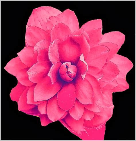 All This Is That: Painting: Flowers No. 13 - Scarlet Begonia