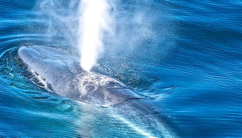 Blue whales switch when they sing for migration - Futurity