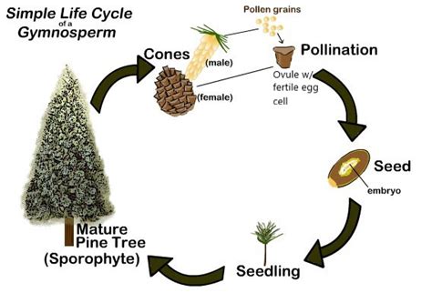 Gymnosperms