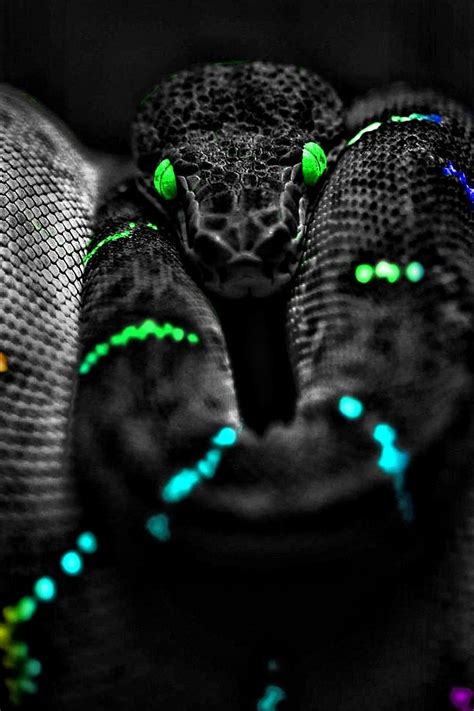 Snake Eyes Wallpaper - WallpaperSafari