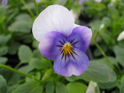 Viola Flower, Garden Viola