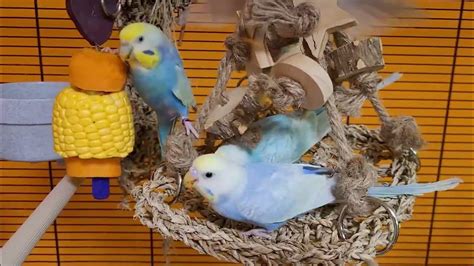 budgie sounds - YouTube