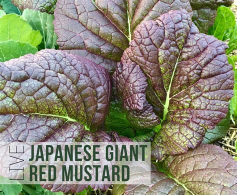 LIVE Japanese Giant Red Mustard Plant Leafy Greens Vegetable - Etsy