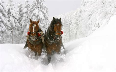 Christmas Horses Wallpaper for Computer - WallpaperSafari