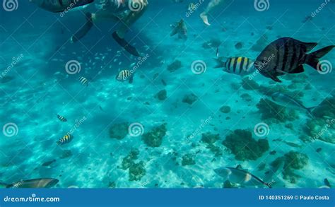 Snorkeling in the Cayman Islands Stock Image - Image of scape, coral ...