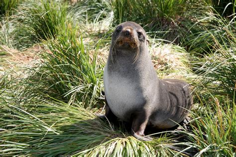 Don't you just love Fur seals? We sure do! Picture by Jan Bryde. in 2021 | Fur seal, Wildlife ...