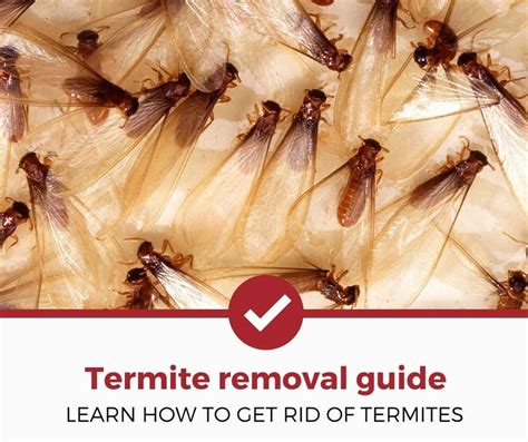 How To Get Rid Of Flying Termites Diy