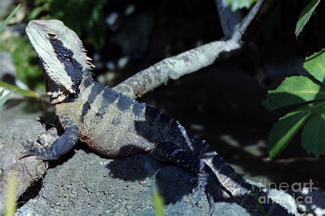 Eastern Water Dragon Photograph by Tony Schaufelberger - Pixels