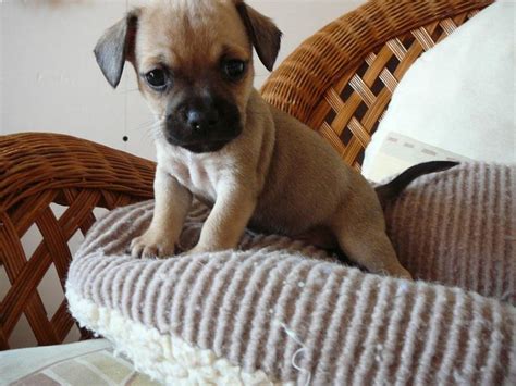 Chihuahua French bulldog mix | Ideal Pets | Pinterest