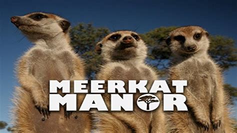 Meerkat Manor (TV Series 2005-2008) - Backdrops — The Movie Database (TMDb)