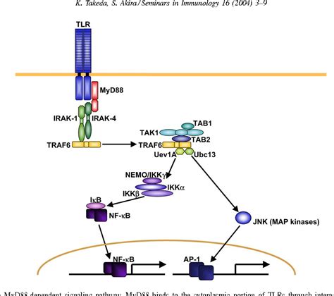 Figure 2 from TLR signaling pathways. | Semantic Scholar