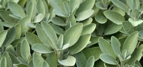 Growing Sage From Cuttings: Tips for Propagating Sage Plants