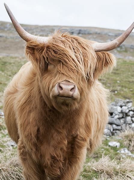 Out on the Hills Highland Cow in the Yorkshire Dales Photographic Print - made in Yorkshire