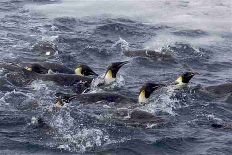 penguin migration | Penguins International