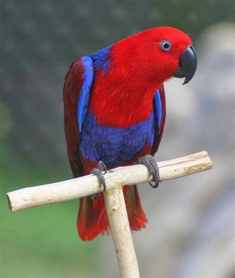 Animals World: wallpapers of cute female eclectus parrots collection