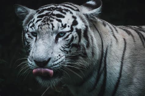 Closeup of a White Bengal Tiger in the Jungle Stock Image - Image of ...