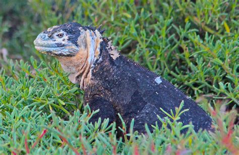 Nature Photography: Galapagos Reptiles & Turtles