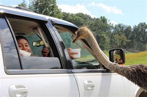 This new drive-thru zoo is your family's next Alabama getaway - al.com