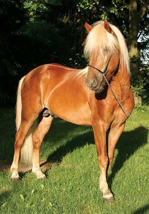 Chestnut Based Icelandic Horse Colors | Horses, Icelandic horse, Horse coloring