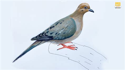 How to Draw A Mourning Dove II Mourning Dove Drawing Easy II #artjanag - YouTube