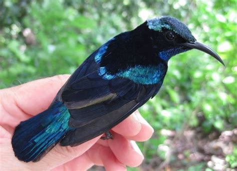 Black Sunbird (Leptocoma sericea) | Birds, Bird photo